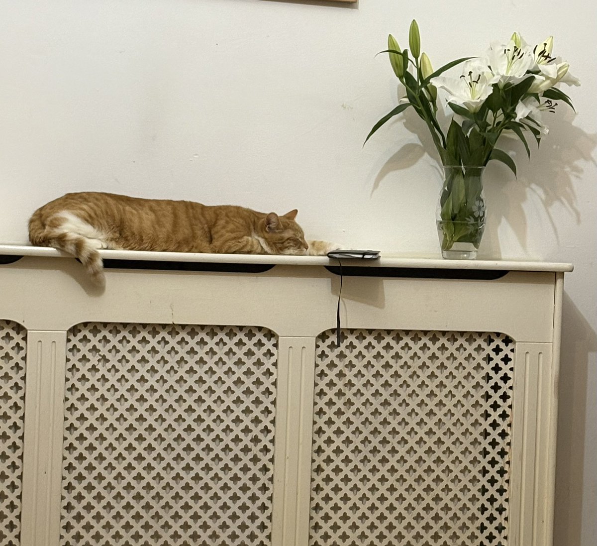 Very cosy cat. Enjoying the extra space. #itsacatslife.