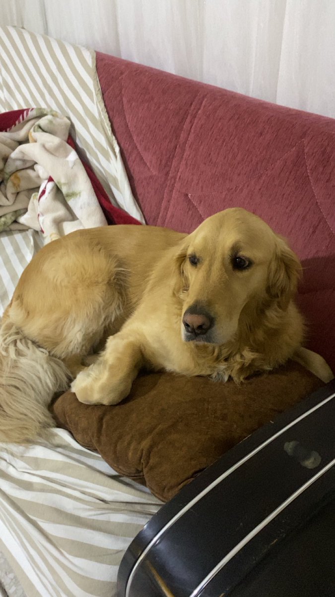 maya the essiz tweet media