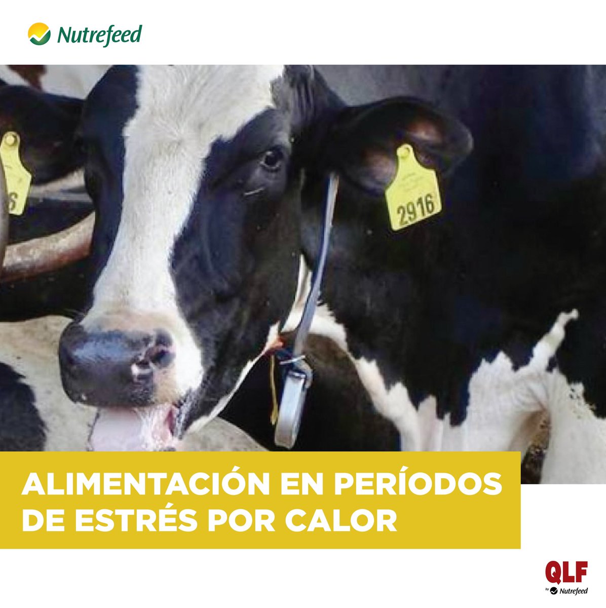 Nutrefeed S.A. tweet media