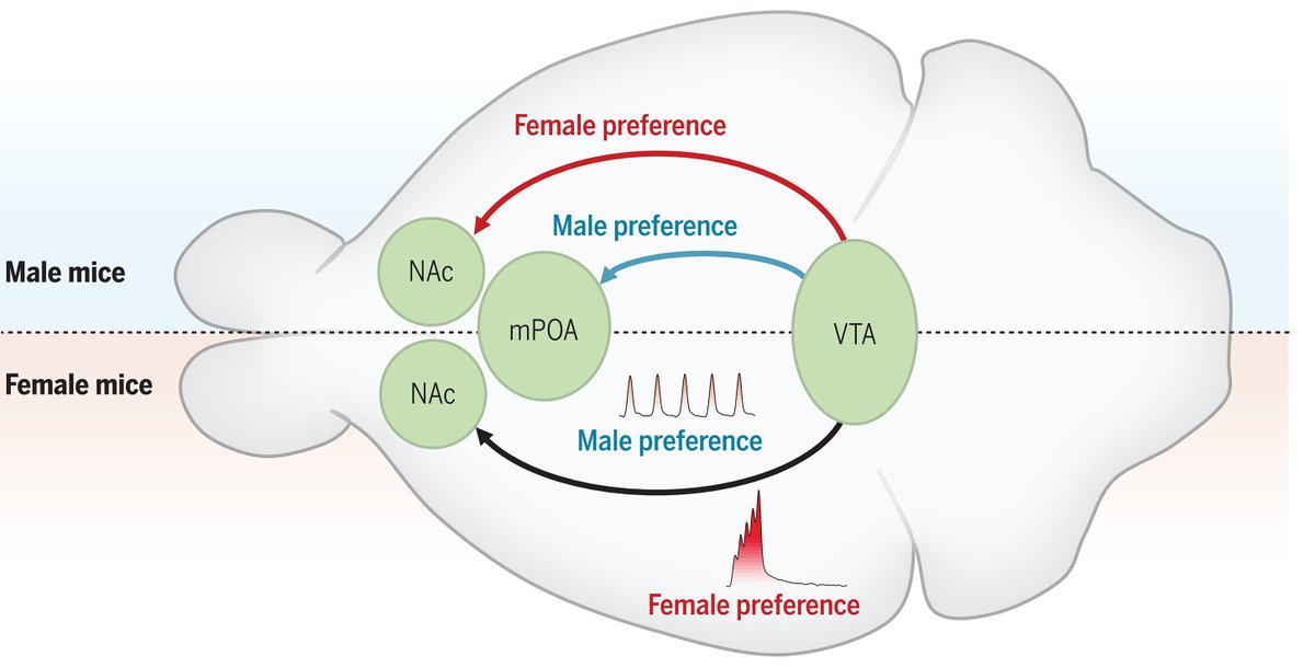 Neurodigitech's tweet photo. Sexually dimorphic dopaminergic circuits determine sex preference (https://t.co/czqa3XGLaz) https://t.co/h5TBm7CQRb