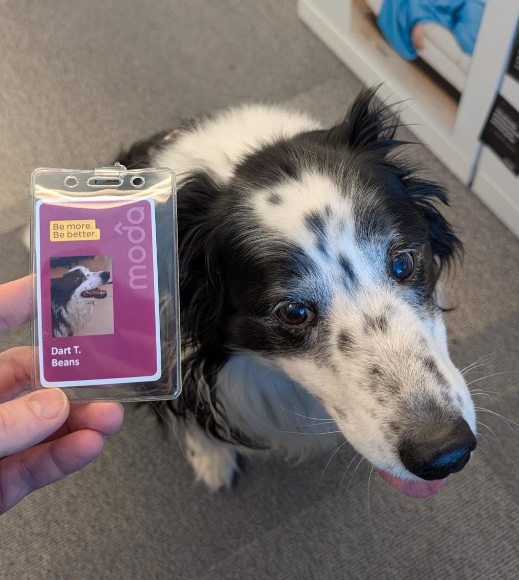 Moda_Health's tweet image. Meet Dart! 🐾 Dart is part of our pack and today got her very own work badge! Whether it’s moral support, snooze patrol or snack supervision, she’s crushing it on the job. We&apos;re loving Moda Health’s pets-at-work policy! 💼🐶🐱 #HealthcareWithHeart #PetsAtWork #BestCoworkerEver