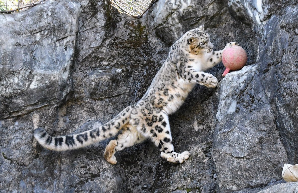 a0k0e0's tweet image. 二足歩行

#多摩動物公園
#ユキヒョウ
#ミミ