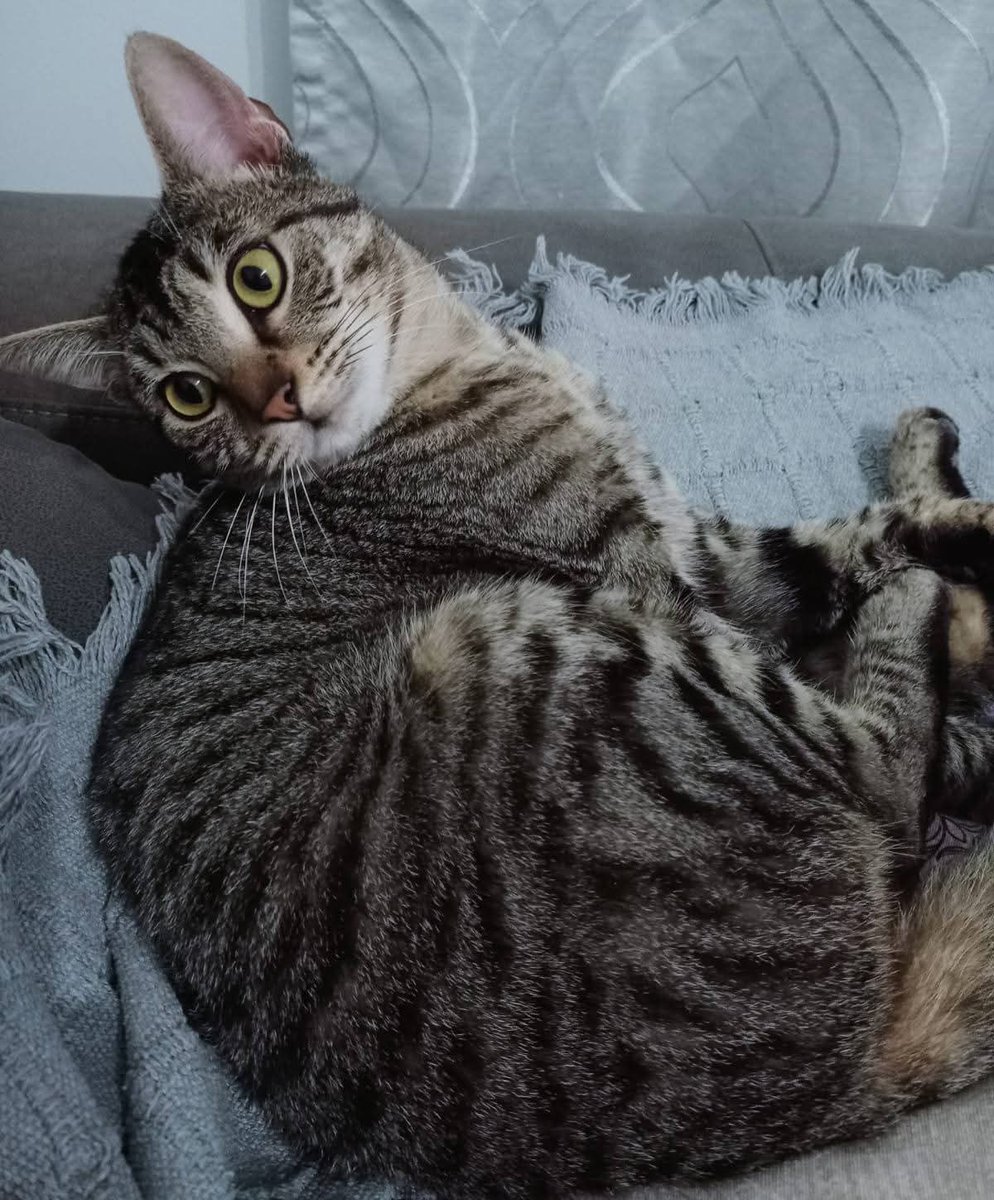 AsociacionADAT's tweet image. ESTE BOMBÓN BUSCA HOGAR DE #ADOPCIÓN. #TORRENT, #VALENCIA.

LOLO, macho de unos 8/9 meses.
Un puro amor de gato. 
Absolutamente adorable, tierno y cariñoso.
Ya castrado.
Un gatito 10. 🔝
¿ Te gustaría adoptarlo ?
Contacta por WhatsApp con el siguiente número de...