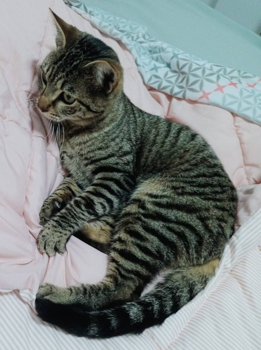 AsociacionADAT's tweet image. ESTE BOMBÓN BUSCA HOGAR DE #ADOPCIÓN. #TORRENT, #VALENCIA.

LOLO, macho de unos 8/9 meses.
Un puro amor de gato. 
Absolutamente adorable, tierno y cariñoso.
Ya castrado.
Un gatito 10. 🔝
¿ Te gustaría adoptarlo ?
Contacta por WhatsApp con el siguiente número de...