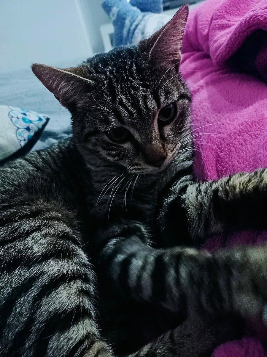 AsociacionADAT's tweet image. ESTE BOMBÓN BUSCA HOGAR DE #ADOPCIÓN. #TORRENT, #VALENCIA.

LOLO, macho de unos 8/9 meses.
Un puro amor de gato. 
Absolutamente adorable, tierno y cariñoso.
Ya castrado.
Un gatito 10. 🔝
¿ Te gustaría adoptarlo ?
Contacta por WhatsApp con el siguiente número de...