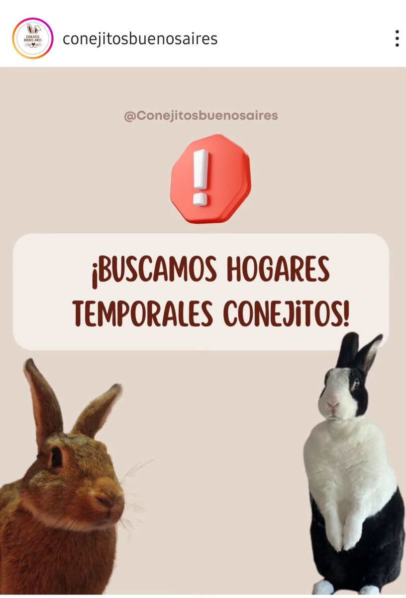 __roma's tweet image. #Conejitos  #Tránsito #HogaresTemporales🐇👇🏻👇🏻👇🏻👇🏻👇🏻