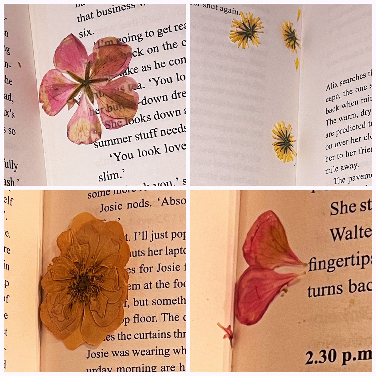 Nice surprise in my library book where the previous reader had hidden some pressed flowers for me to find.
It made me smile! <a href="/EssexLibraries/">Essex Library Service</a> #loveyourlibrary