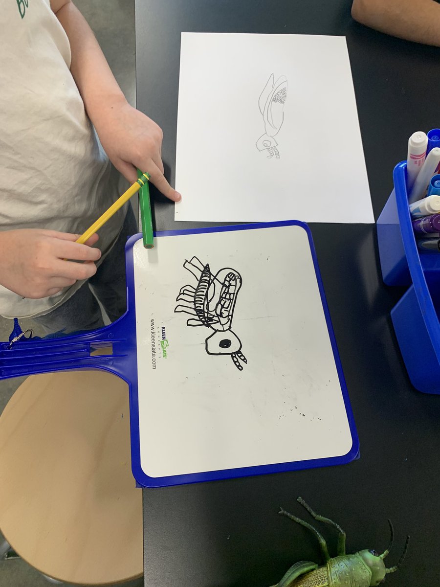 CES kinder and 1st grade artists started 2025 learning how to break down animals into simple shapes. Thanks to the <a href="/aplusfcu/">A+FCU</a> Education Foundation grant students used large toy animals and <a href="/KleenSlates/">KleenSlate</a> to practice their observational drawings. #artmatters <a href="/HaysFineArts/">Hays CISD Fine Arts</a>