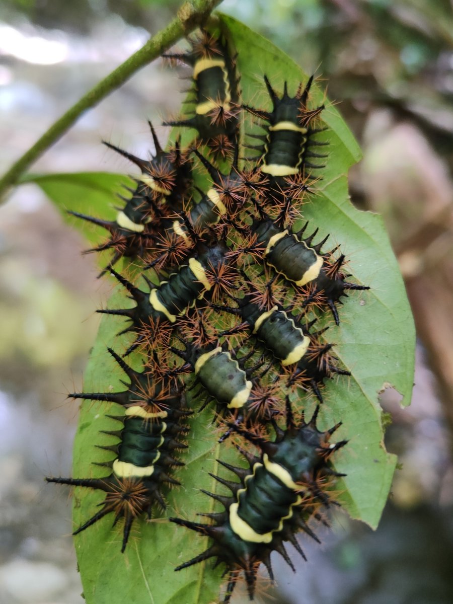 iNaturalist tweet media