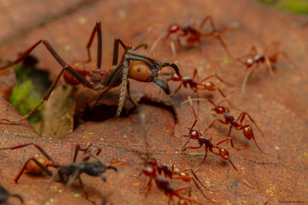 #1 Here are some photos of one of my favorite army ant action scenes, an intersection of two army ant emigrations. Army ants frequently relocate their colonies, and when they do so, they sometimes run into other army ant colonies that are doing the same.