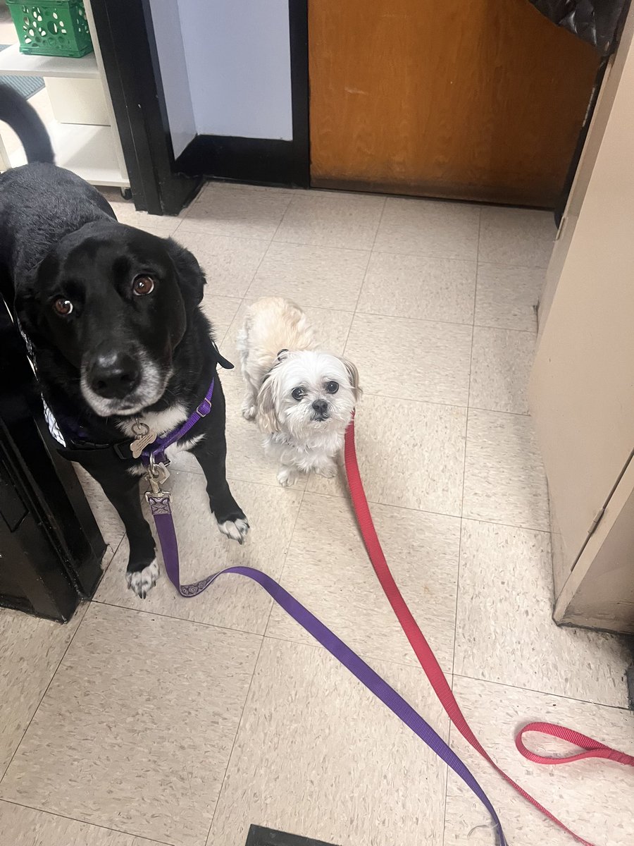 Meet Dylan &amp; Sadie, two of the three therapy dogs who will be connecting with select classrooms at Voorhees during the coming months. They had a great first day “on the job” during their time spent with students this morning. Thank you to Dr. Wiltshire &amp; the dogs’ handlers!