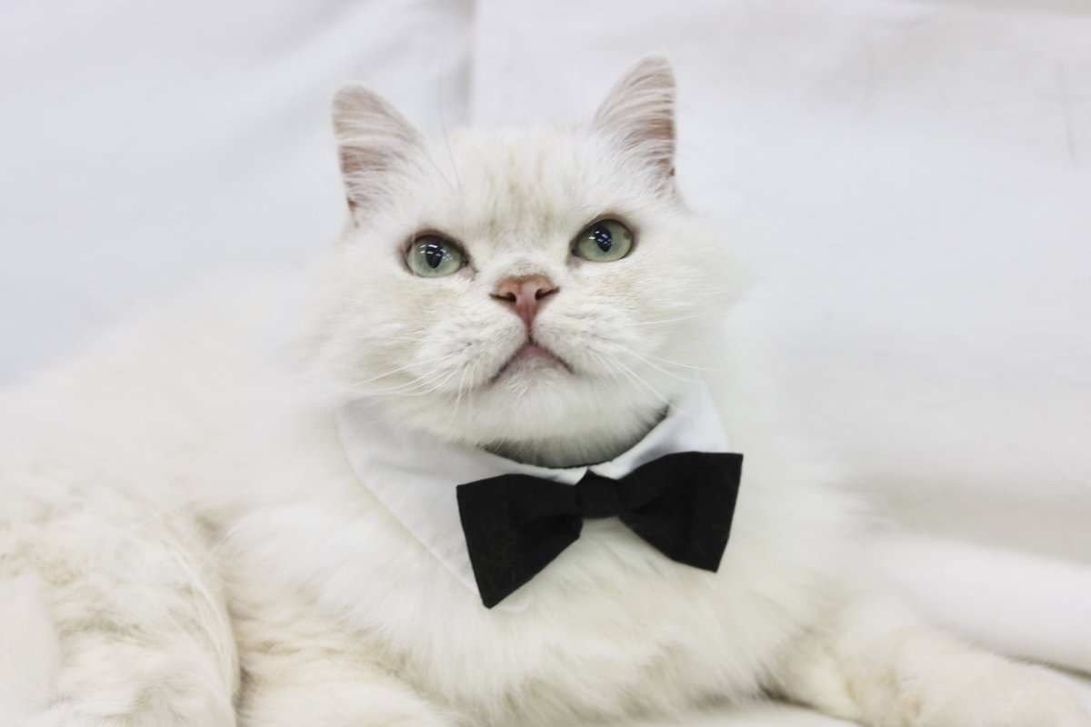 catcafenyankoto's tweet photo. 本日はシュークリームくんの卒園式👔
シューちゃんとの日々を振り返っていきたいと思います☺️
寂しくなるけど、おうちの子になって幸せにすごしてね🫰
 #にゃんこと  #猫カフェ  #猫  #シュー卒 https://t.co/t5RMFca9qr