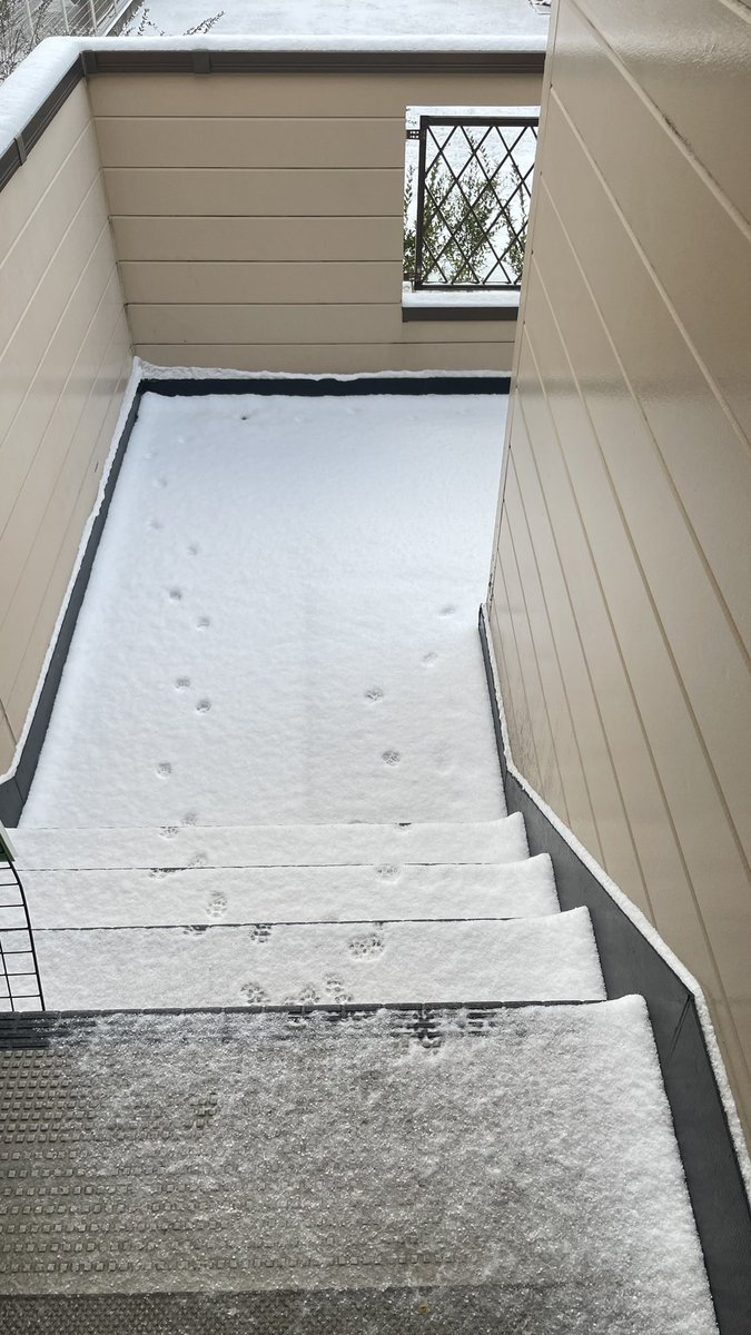 nishihigassi's tweet photo. 降ったね〜

それにしても、雪降る深夜に2人はいったいどこ��。 https://t.co/mrxw0llJFz