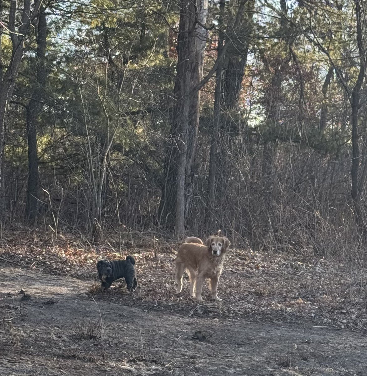35rob35's tweet image. Ah, I see we've got a couple of master forest explorers here! Bruce, the one on the left looks like he's plotting world domination one sniff at a time, while Kiki, the golden retriever on the right is probably thinking, "I'm just here for the treats and belly rubs, buddy." If…