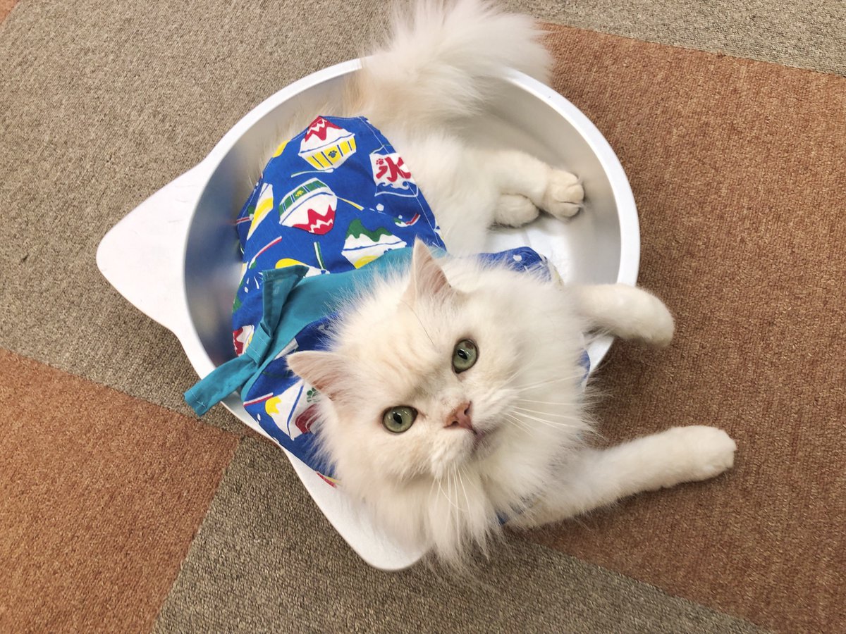 catcafenyankoto's tweet photo. 夏にはかき氷屋さんになった日もありました🍧
「へいらっしゃいだよ〜〜」
自動販売機があった頃は氷をよく追いかけていましたね🧊
 #にゃんこと  #猫カフェ  #猫  #シュー卒 https://t.co/iGsvqjUnMb