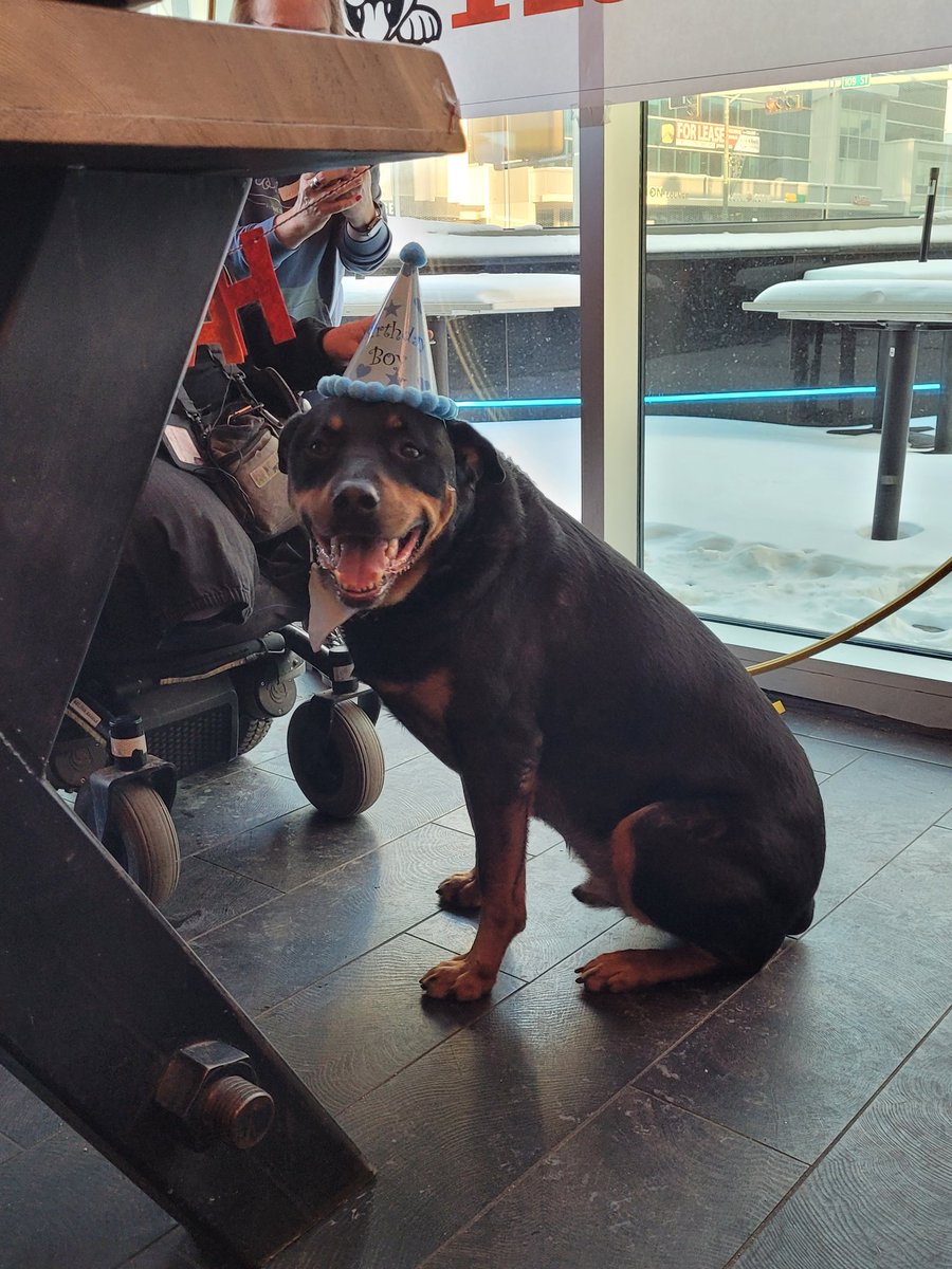 In memory of Kuno <a href="/servicerotties/">Team Servicerottie🇨🇦🐕‍🦺🦽</a> 
It was an  honor to meet this incredibly beautiful dog and his mistress at his birthday party in 2023. He radiated pure joy! 
Our hearts are hurting for Marla and Chesney. 😢💔❤️‍🩹
#dogsoftwitter 
#dogsofX 
#catsoftwitter
#catsofX