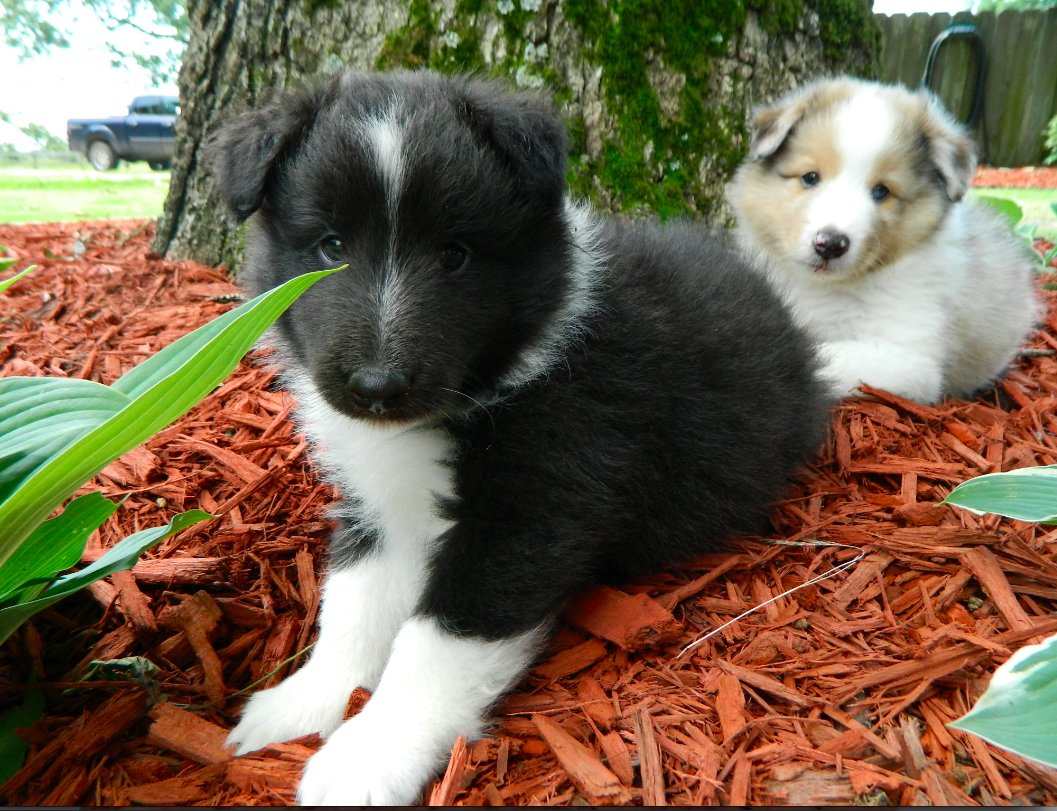 Rest In Peace, Tsonga (2013 - 2025) https://t.co/9mCffKBd0A