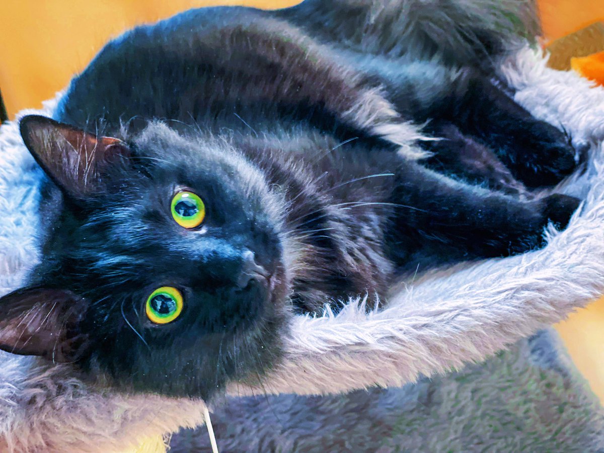 #ThrowbackThursday cuteness 🐾

#thursdayvibes #Purrsday #cats #CatsOfTwitter #AdoptDontShop #CatsOnTwitter #tbt #Throwback