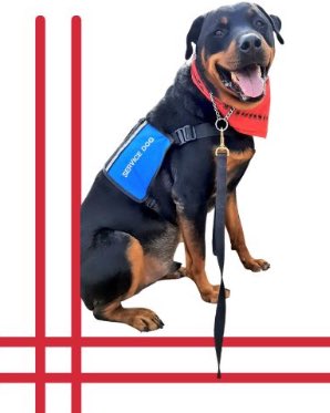 It’s heartwarming to see how loved #Kuno is ♥️♥️♥️🐾🐾🐾🐾

I will forever think of #Kuno and smile 

<a href="/servicerotties/">Team Servicerottie🇨🇦🐕‍🦺🦽</a>