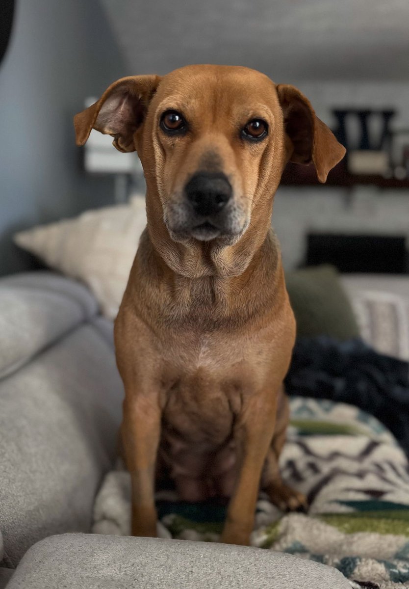 AnthonyRothman's tweet photo. Sweetheart "Aryie" ready to make someone/family very lucky. Let's help her find:
https://t.co/QCEHDeuyaq
#HockeyAndHounds 🏒🐶🙏 https://t.co/BKG3ZRM0BY