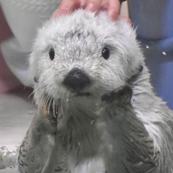 shotaro as otters 🦦 (@shotaroasotter) on Twitter photo 