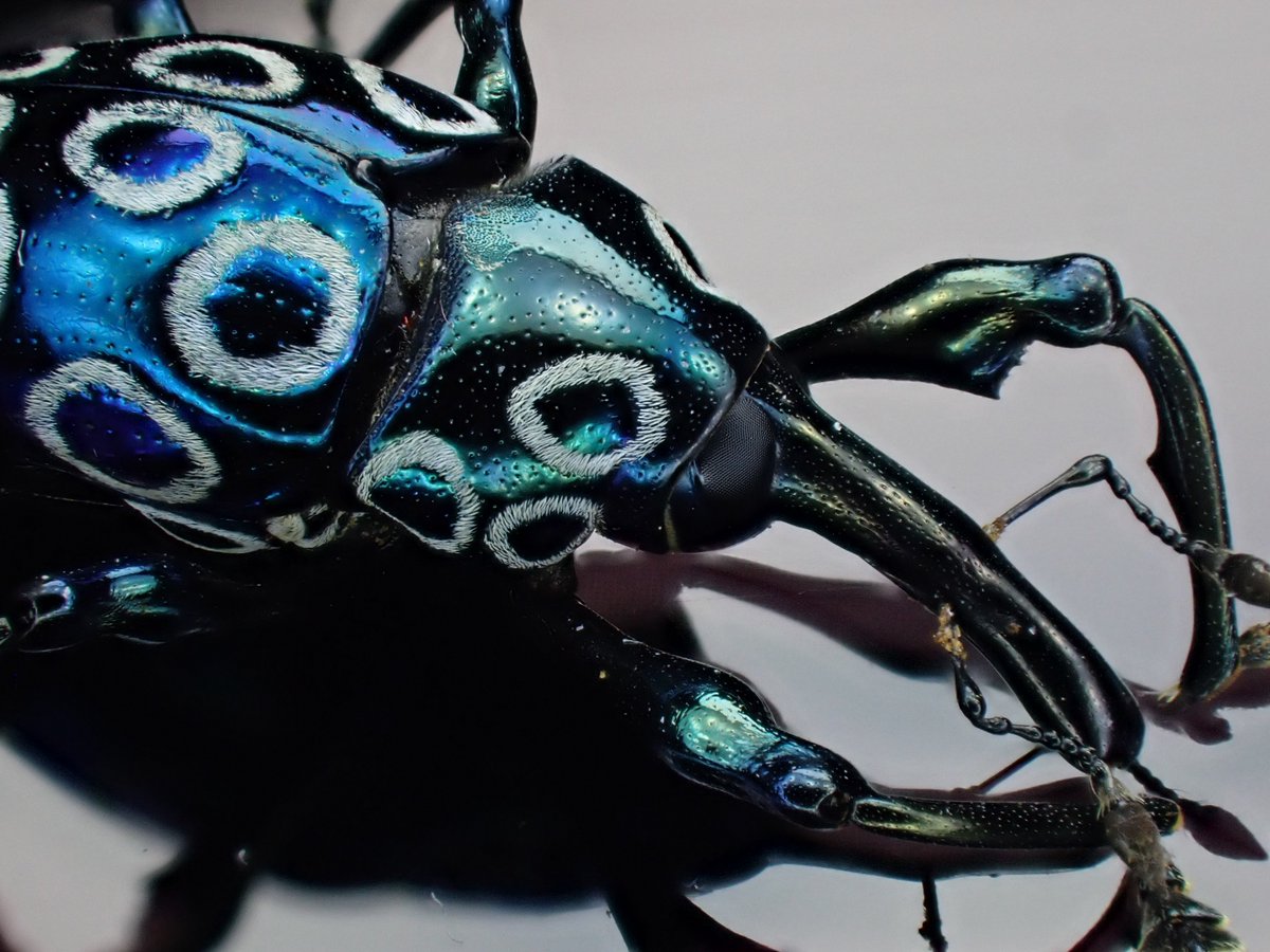 DamasterCarabus's tweet photo. Alcidodes ocellatus

🇵🇭Philippines https://t.co/t7b9tqWXx7