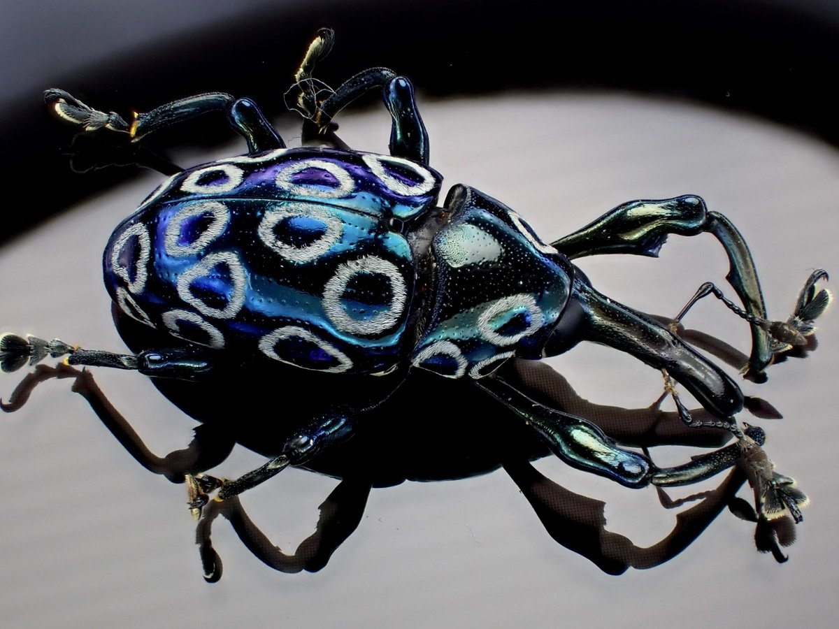 DamasterCarabus's tweet photo. Alcidodes ocellatus

🇵🇭Philippines https://t.co/t7b9tqWXx7