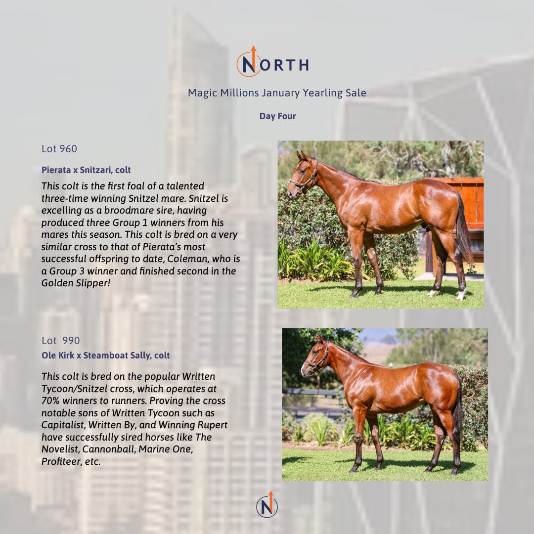 North Bloodstock (@northbloodstock) on Twitter photo Fourth and final day of selling <a href="/mmsnippets/">Magic Millions</a> with 5 quality colts through the ring by Too Darn Hot, Ole Kirk, Farnan and Pierata! #MagicMillions2025 🧡✨ Fourth and final day of selling <a href="/mmsnippets/">Magic Millions</a> with 5 quality colts through the ring by Too Darn Hot, Ole Kirk, Farnan and Pierata! #MagicMillions2025 🧡✨