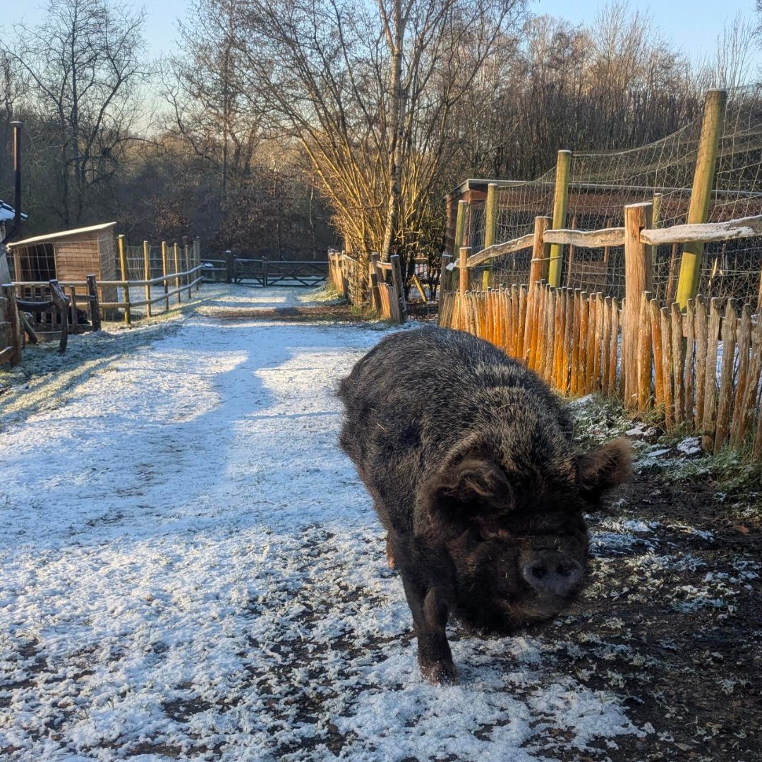 Our piggy princess Tuppence is loving her winter wonderland in Ufton Farm this morning.. we think she's smiling!  😄 Anyone else enjoying the snow as much as Tuppence?