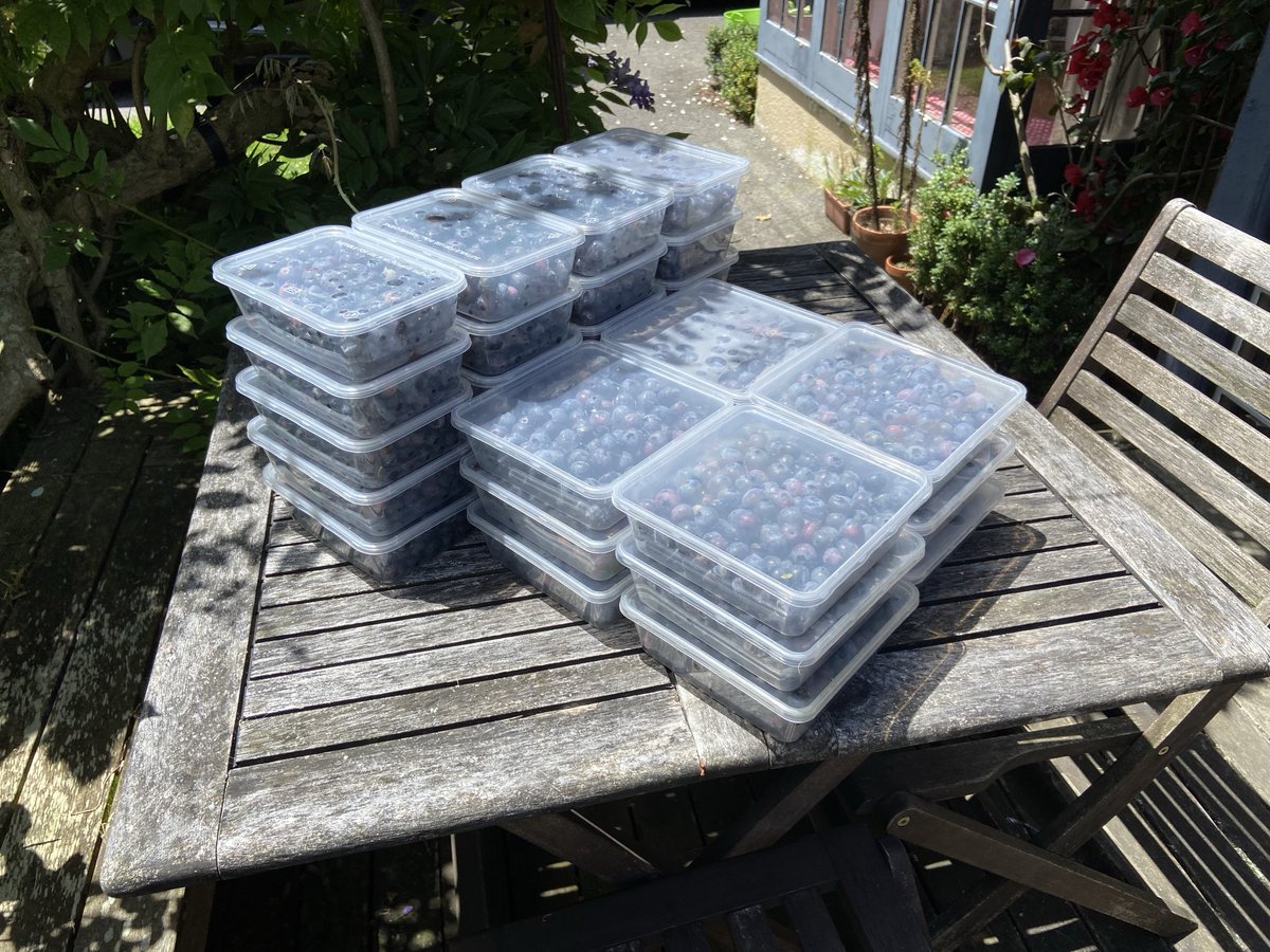 2 people, 2 hours and 13kg of #blueberries. That’ll do for the 2025 supply (mostly).