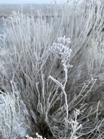 Snowy sagebrush can be found during the winter throughout the Hanford Site. It grows here due to the site's arid and semi-arid areas. #ScenicSpotlight