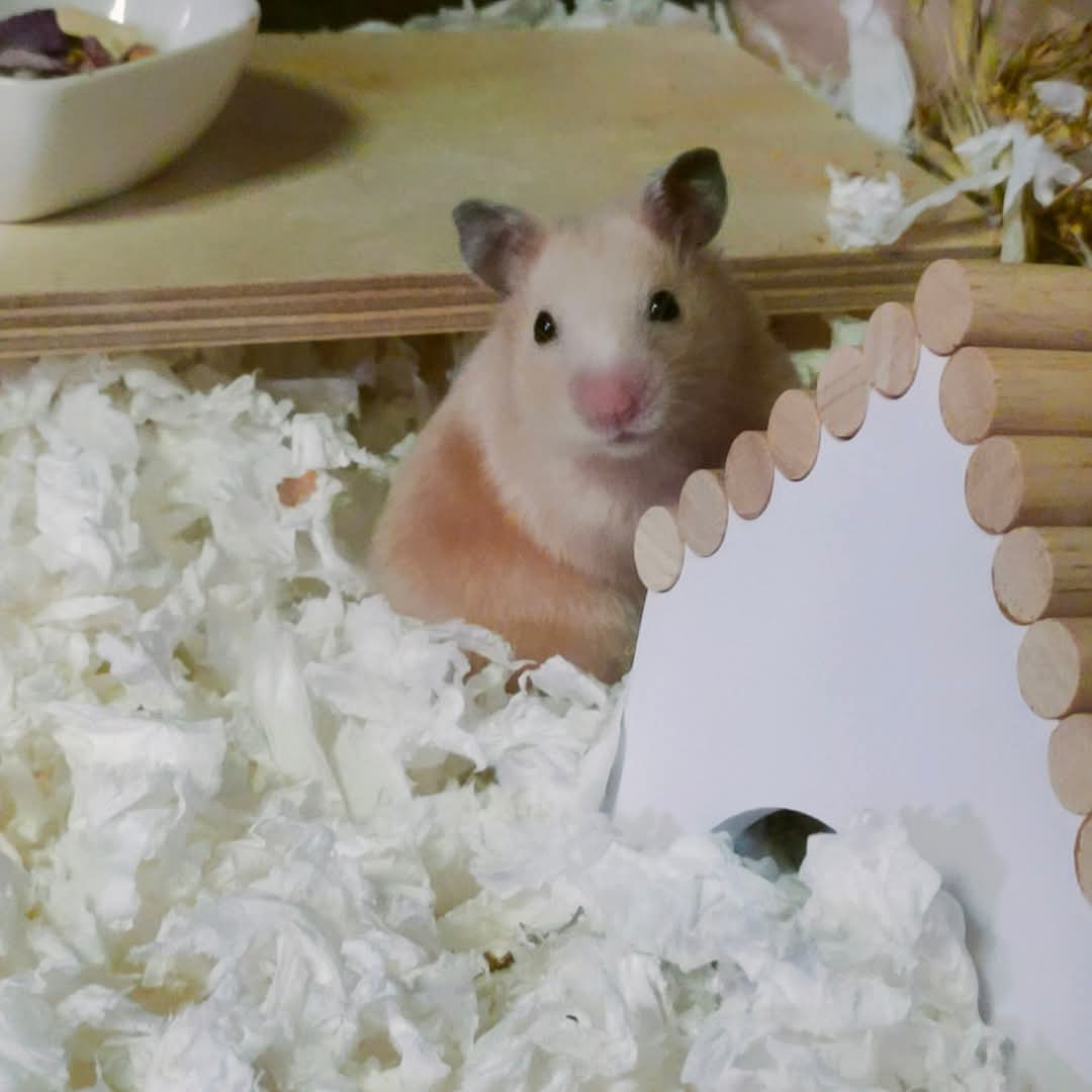 เห็ดหูหนู🍄‍🟫