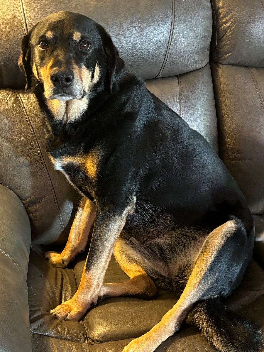 Tomorrow is the big day! Ember goes in for surgery to remove a suspicious lump. Poor baby girl. Hopefully it won’t be cancerous like last time but no doubt the vet will remove it entirely. It’ll be tough keeping Sprout away from her. #dogsoftwitter