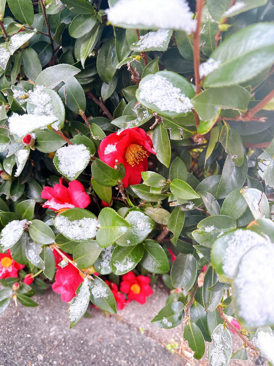 おはようございます✨
今朝の名古屋は今シーズン初積雪☃️
いつもと違う景色に心癒されました😊

#企業公式が毎朝地元の天気を言い合う #企業公式つぶやき部 #企業公式相互フォロー #初積雪