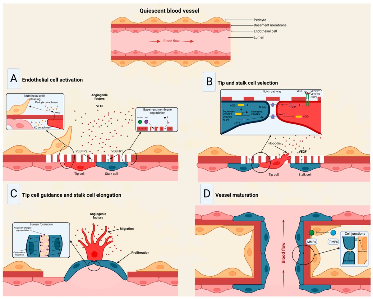 Non_Coding_RNA's tweet photo. 🌟Presenting Our Review Paper🌟

"Functional Relevance of #Extracellular Vesicle-Derived Long Non-Coding and Circular RNAs in #Cancer #Angiogenesis" from José A. Peña-Flores et al.
#ncRNA #lncRNAs #circRNAs @MDPIOpenAccess 

Full text: https://t.co/fdjg69TfBx https://t.co/BRkIbu05Aa
