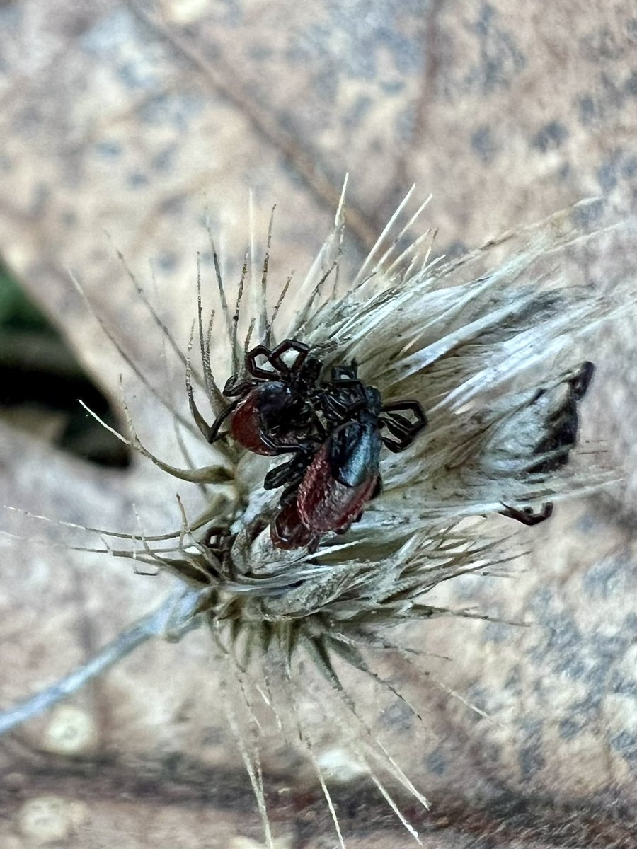megsquitophd's tweet photo. I love it when #CAticks cuddle up in dead seedheads - they look so cozy!
#Ixodespacificus #medentoAF #vampiresIRL #dothedamntickcheck https://t.co/PTLf3XIJnJ
