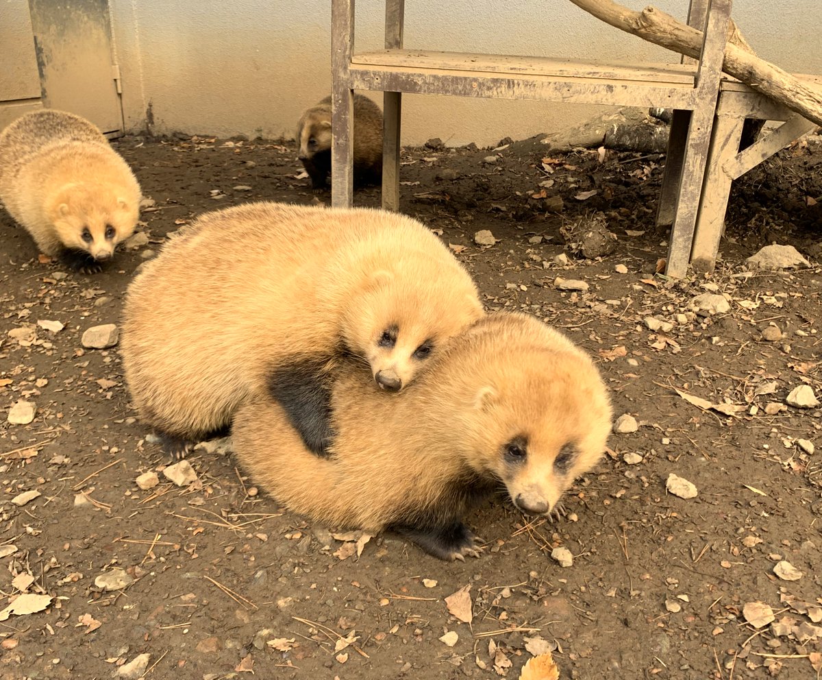 届きました！並べました！さあ、待ちに待った実物大ニホンアナグマ