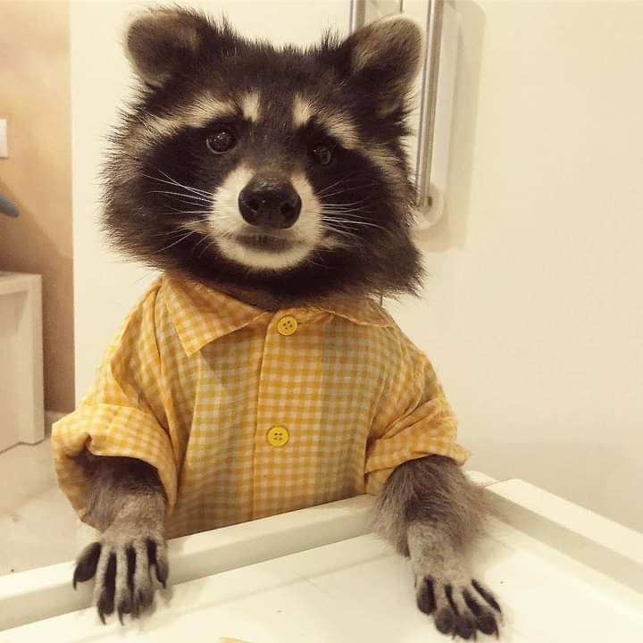 raccoonhourly's tweet photo. https://t.co/w8waA66e6H
