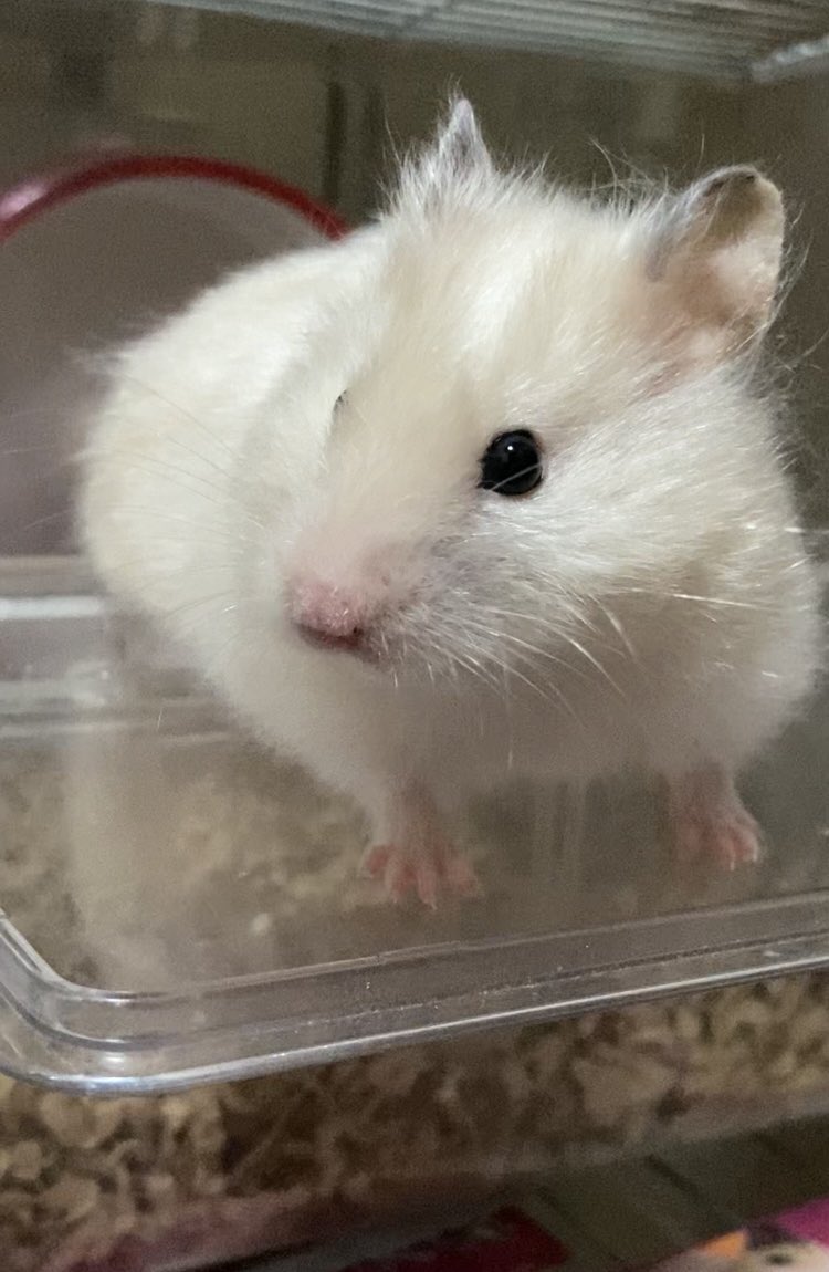 akiroow's tweet photo. 今年の冬は元気でちよ🐹

いくあ、去年擬似冬眠させてしまったので、ヒーターは万全の状態です

#ハムスター
#ゴールデン
#サテンロングヘアー https://t.co/KFEl4hjTqk