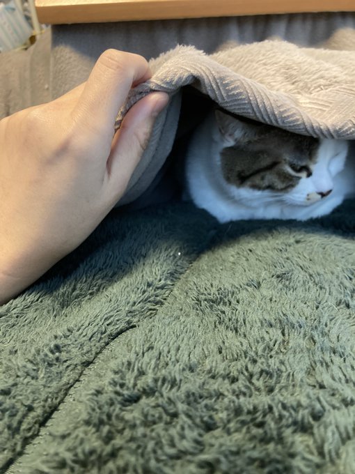 久しぶりにコタツで二度寝してたら上に乗られて動けなくなった🥹
ちなみにこの緑のふかふか絨毯みたいなのは私のお腹フリースです 