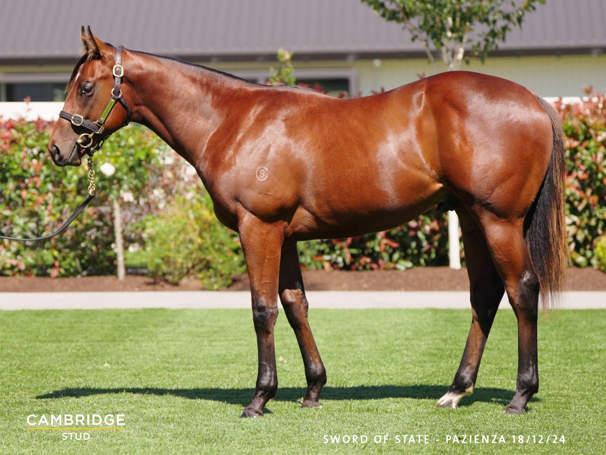 Our Sword of State colt will be trained by <a href="/mattlaurierace/">Matt Laurie Racing</a> in Victoria following his sale for $375,000 <a href="/mmsnippets/">Magic Millions</a> today.

We can't wait to see what comes next for this beauty💪