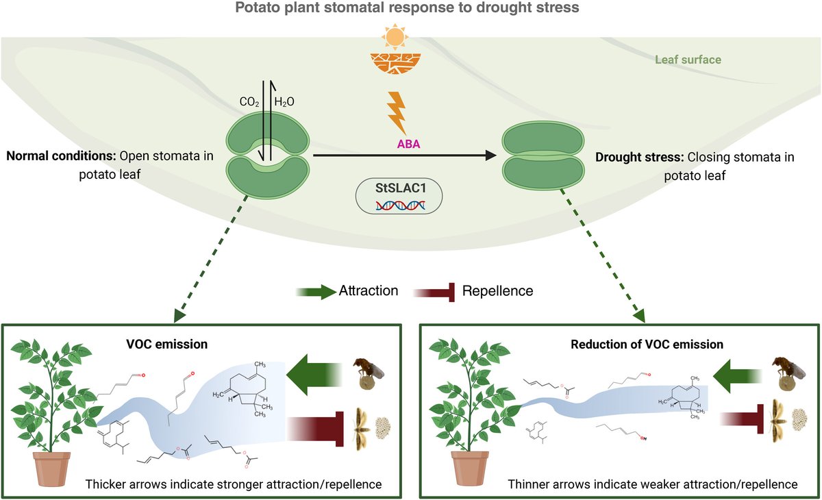 New Phytologist tweet media