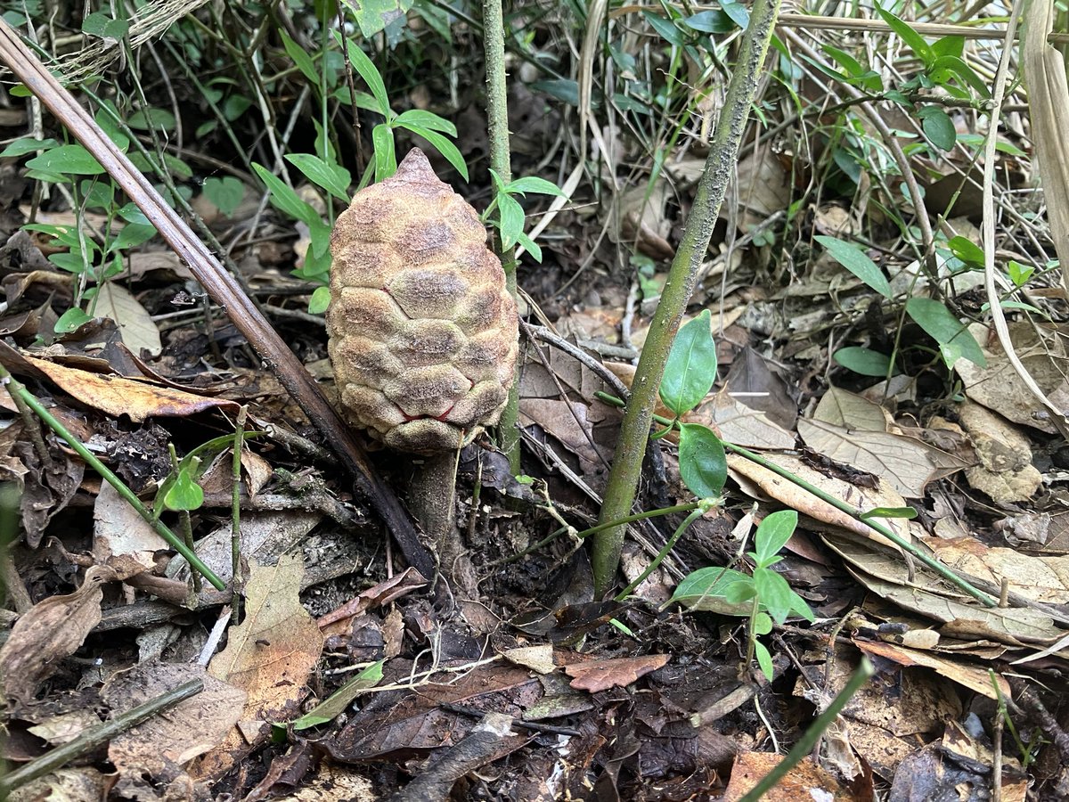 Excited for my first field trip of 2025

#fieldwork #botany