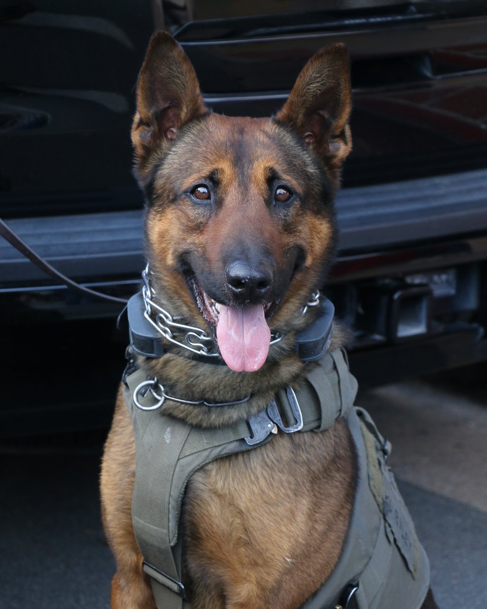 SLOSheriff's tweet image. When trouble calls, K9 Ripley answers—because heroes come on four paws too! 🐾🚔 #K9Ripley #SLOSheriff #K9 #NationalLawEnforcementAppreciationDay