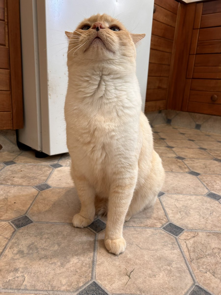 goodboyalfie's tweet photo. Tall https://t.co/KeeXLRvEBs