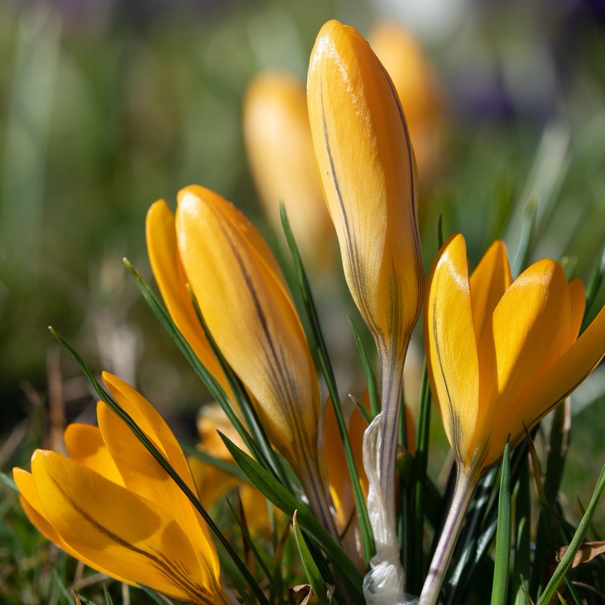 As a rule, we find what we look for,
we ACHIEVE what we get ready for.

James Cash Penney
#MotivationalQuotes