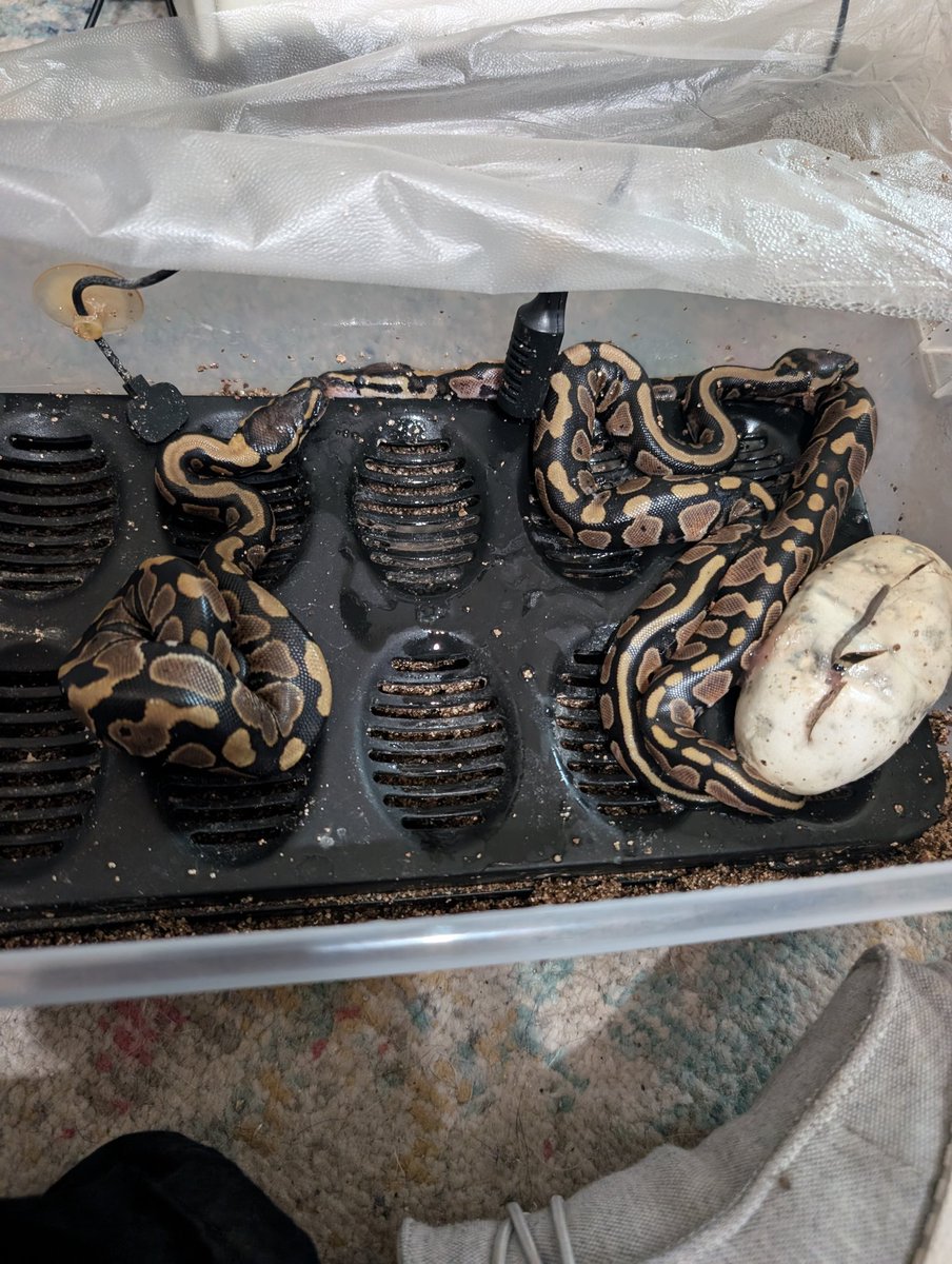 Snakemom20's tweet image. Some babies I produced
#snake #ballpythoneggs #ballpythonsofig #snakemom #reptiles