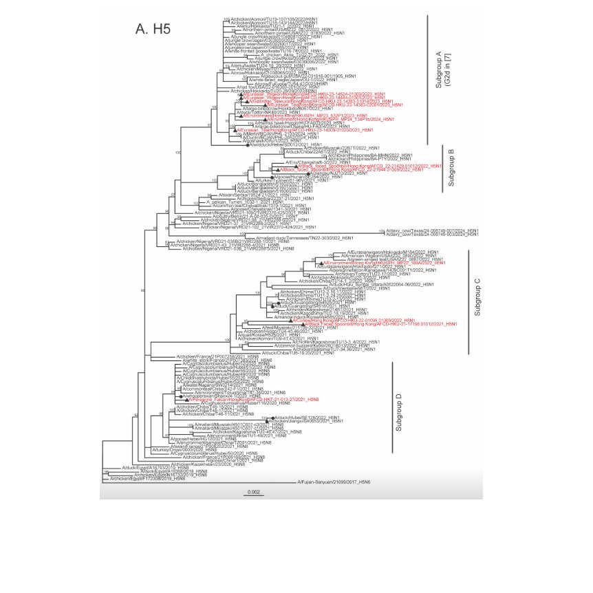 1/ 
Our #H5N1 #HPAI surveillance and risk assessment study published in @Eurosurveillance.
Key findings:

a. Multiple genotypes of 2.3.4.4b are identified in wild birds,  highlighting the importance of HK, despite it is a small city, as a key strategy site for AI surveillance.