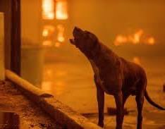 #LosAngelesFire #California 

🔥 Scorched displaced pets will emerge by the thousands, folks..👇
   
🌟FROM PASADENA CA HUMANE 🌟
If you find injured wildlife, please text our wildlife helpline at 626.344.1129. If you find any other animal, including dogs and cats, please call
