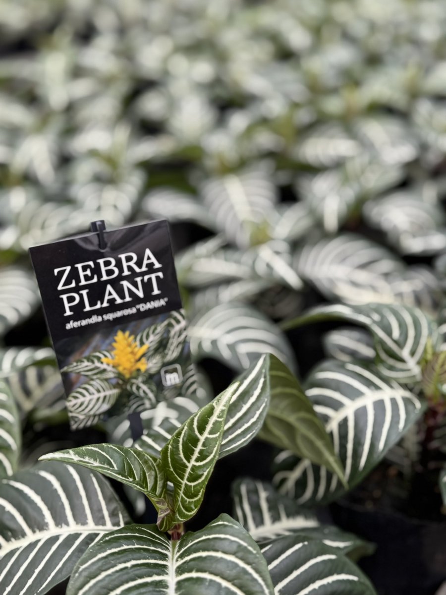 #zebraplants